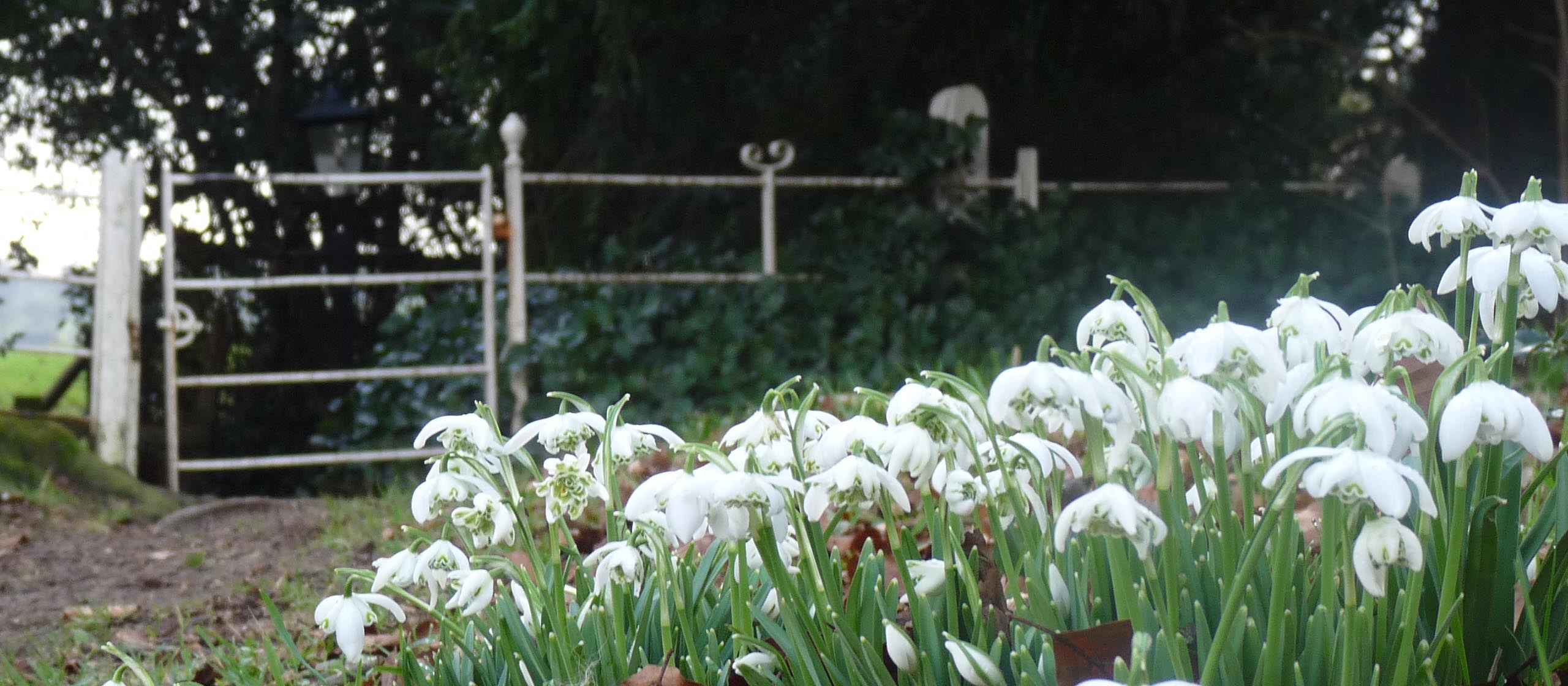 Snowdrops in the Churchyard